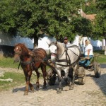 viscri-cart-horse2