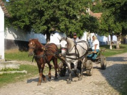 viscri-cart-horse2