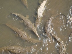 crocodiles_rio_torcoles
