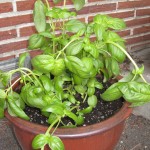 Fresh Basil!
