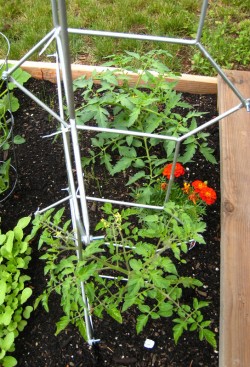 IKEA Salvia Trellis as a Tomato Ladder