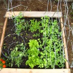 Sweat Pea Trellis