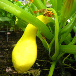 summer-squash-plant