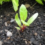 beets-sprouting-garden