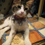 Turkish kitty cat! turkish-kitty