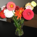 dahlias-bunch
