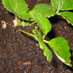 strawberry plant