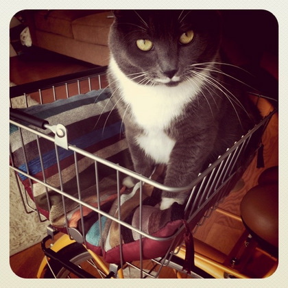kitteh-approved Public Bikes basket