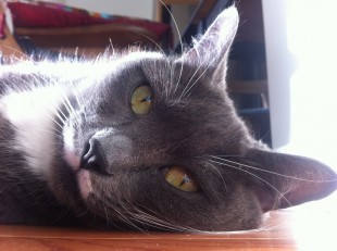 humane-society-cat-310x231