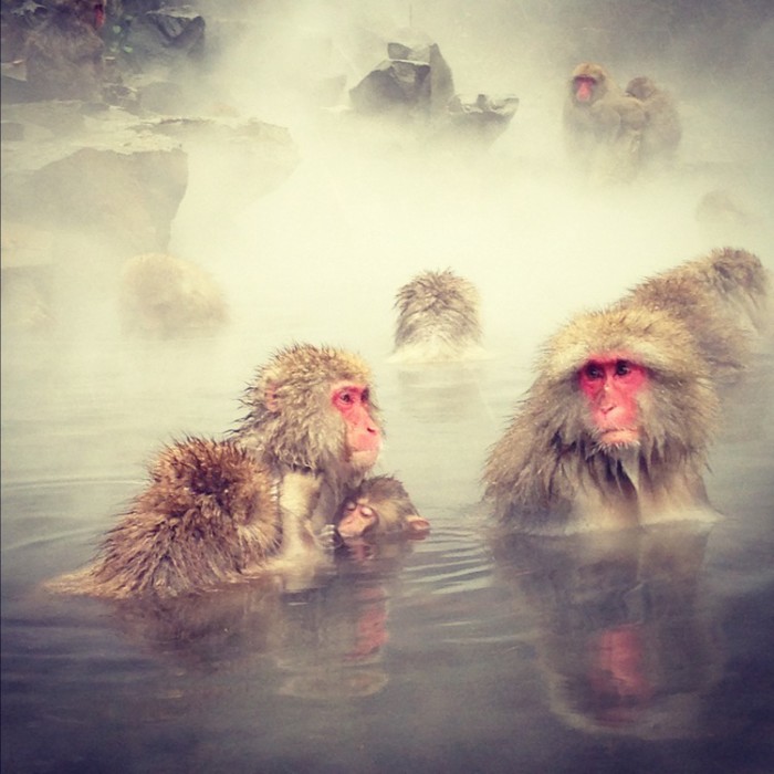 snow monkeys in Yudanaka, Japan