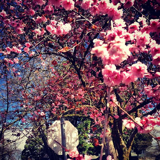 blossoms