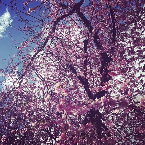 cherry-blossoms-portland