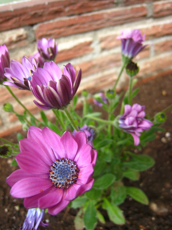 Osteospermum flower