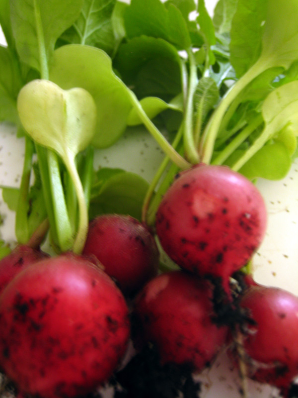 radishes from the garden