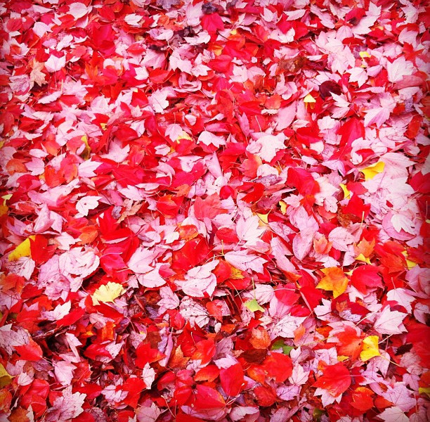 November fall leaves in Portland