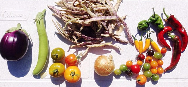 weekly CSA
