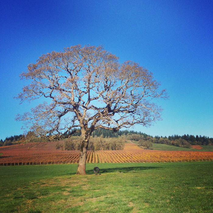 December in portland, winter tree wine country