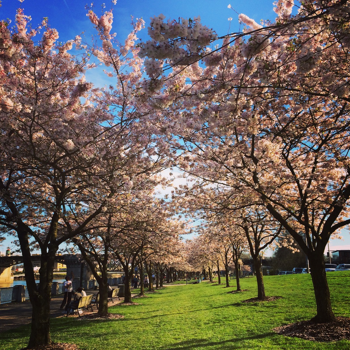 Portland cherry blossoms