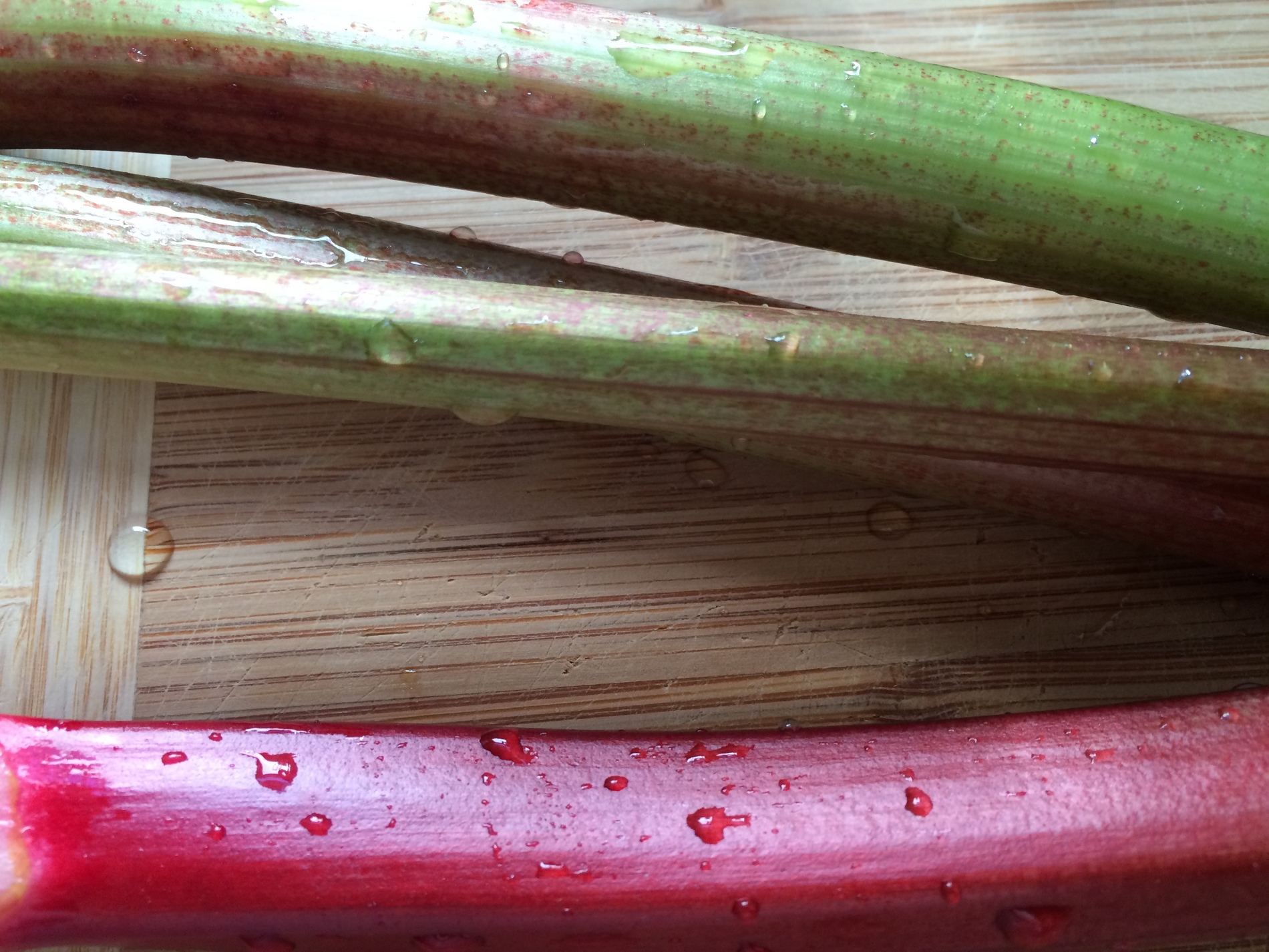 rhubarb picking