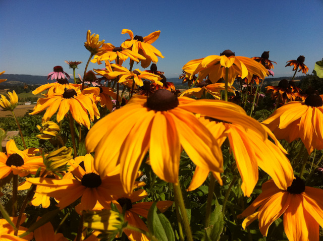 flowers penner ash winery