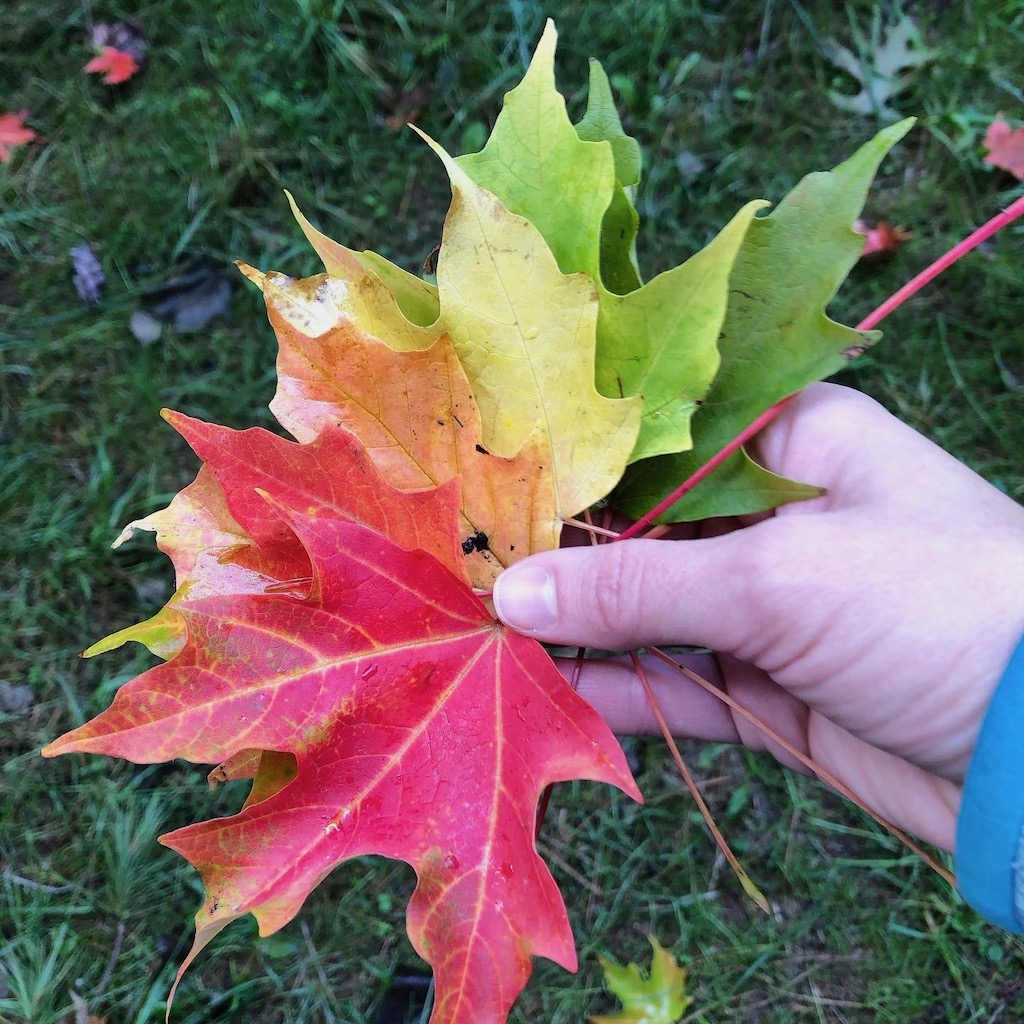 Fall Leaves rainbow in Portland