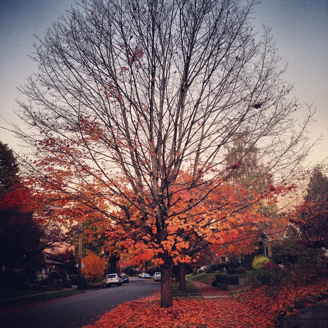 Fall leaves in Portland October