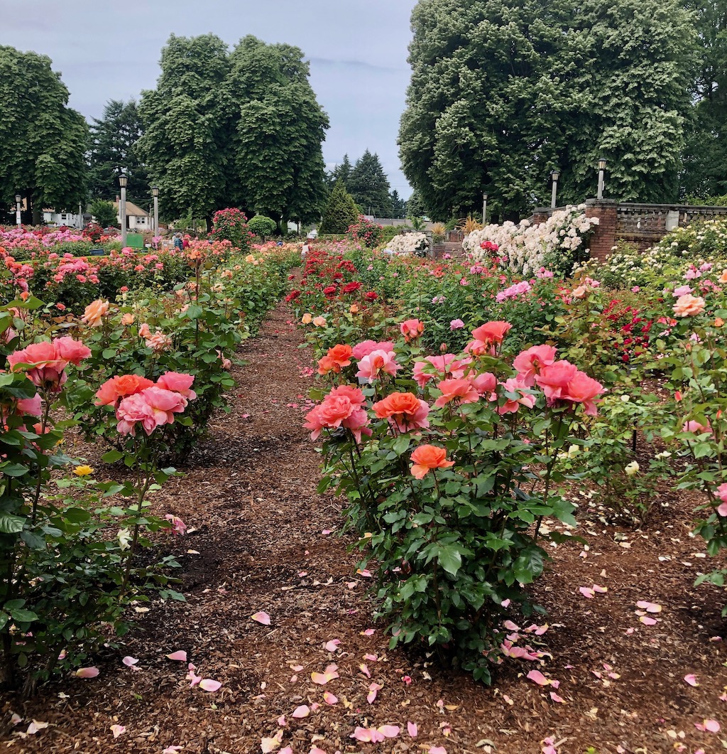 portland roses may june