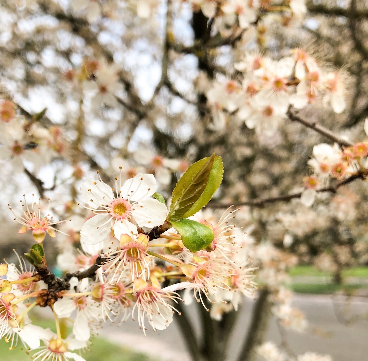 cherry blossoms in portland oregon