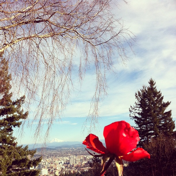 Pittock Mansion rose in February
