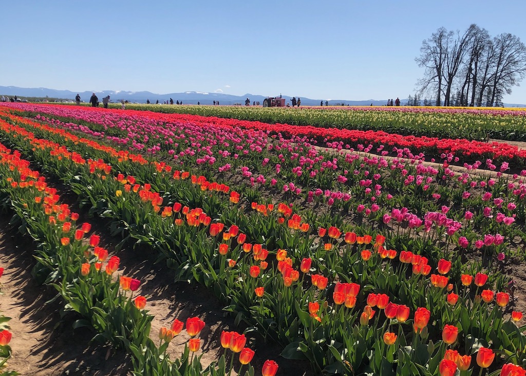 Tulip fields at the wooden shoe tulip festival in Woodburn