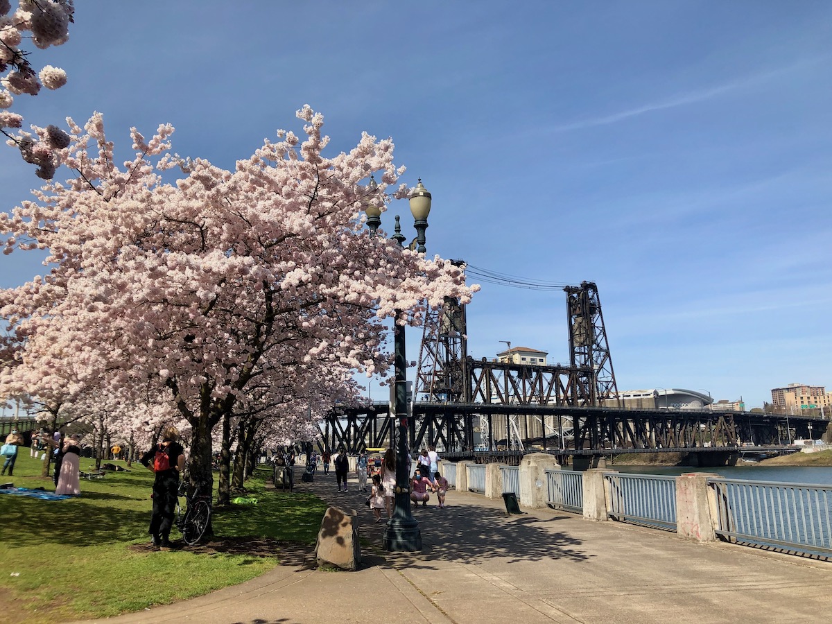 Cherry Blossoms at Waterfront Park on a sunny day